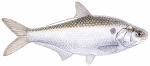 Drawing of Gizzard Shad (Dorosoma cepedianum)