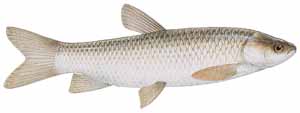 Drawing of Grass Carp (Ctenopharyngodon idella)