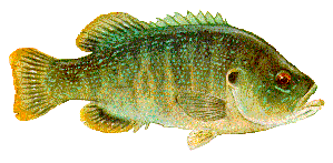 Drawing of Green Sunfish (Lepomis cyanellus)