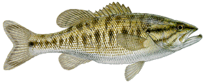 Drawing of Guadalupe Bass (Micropterus treculi)