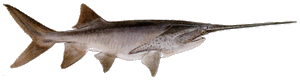 Drawing of Paddlefish (Polyodon spathula)