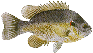 Drawing of Redear Sunfish (Lepomis microlophus)