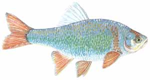Drawing of Red Shiner (Cyprinella lutrensis)