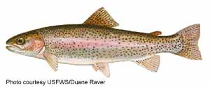 Picture of Rainbow Trout (Oncorhynchus mykiss)