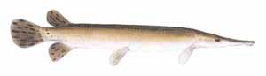 Drawing of Shortnose Gar (Lepisosteus platostomus