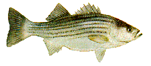 Drawing of Striped Bass (Morone saxatilis)