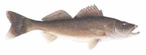 Walleye (Sander vitreus)