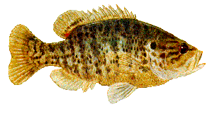 Drawing of Warmouth (Lepomis gulosus)