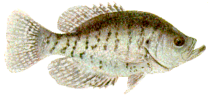 Drawing of White Crappie (Pomoxis annularis)