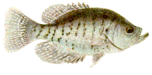 Crappie illustration