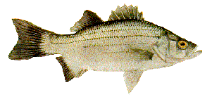 Drawing of White Bass (Morone chrysops)