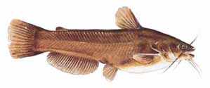 Drawing of Yellow Bullhead (Ameiurus natalis)