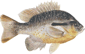 Drawing of Redbreast Sunfish (Lepomis auritus)