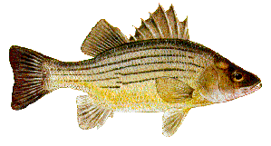Drawing of Yellow Bass (Morone mississippiensis)