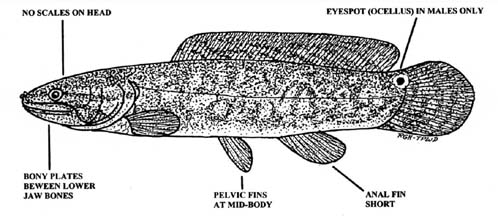Line drawing of bowfin