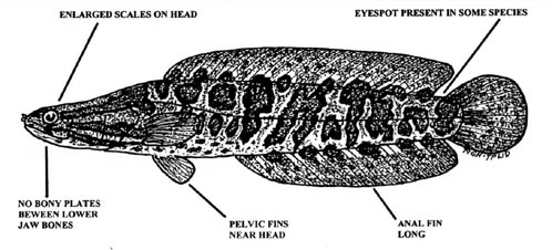 Line drawing of northern snakehead