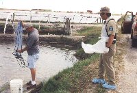 capturing shrimp in outdoor ponds for inspection