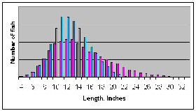 Figure 3b.  Distribution of length with moderate fishing pressure.