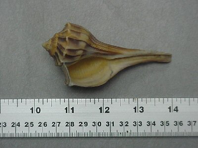 lightning whelk with aperture in view