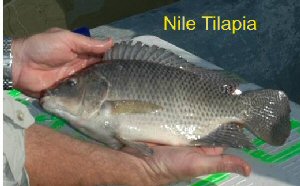 Nile tilapia 