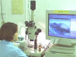 biologist scoring an otolith for aging study