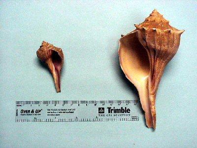 comparative images of pear whelk and lightning whelk