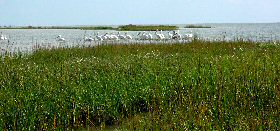 pelicans resting in wetland/estuary area