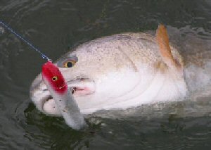 closeup 
		of red drum being caught with lure