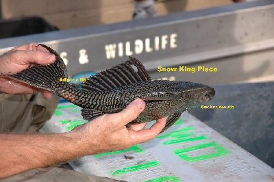 plecostemas held so that sucker mouth shows 