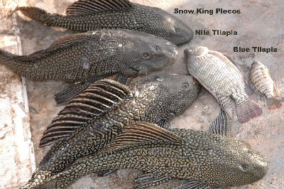 examples of plecostemas and tilapia 