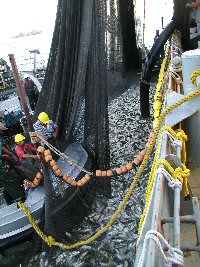 pumping menhaden catch from the net