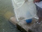 dip net holding juvenile red drum being 
harvest from pond