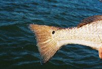 tail of red drum with black spot