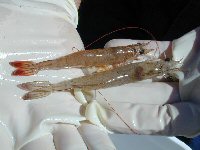 shrimp showing characteristic red tail of infection