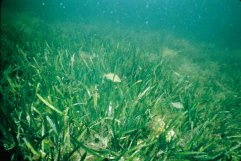seagrass with fish inhabitants