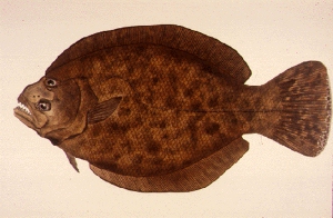 flounder image with both eyes on 
the same side