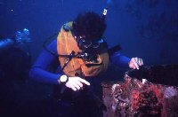 diver underwater observing marine life