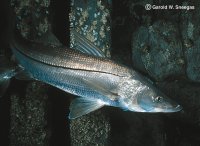 picture of snook swimming