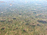 South Bay seagrasses