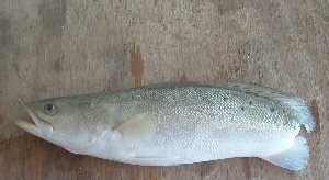 Tailless Spotted Trout
