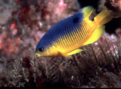 cocodamsel - reef fish
