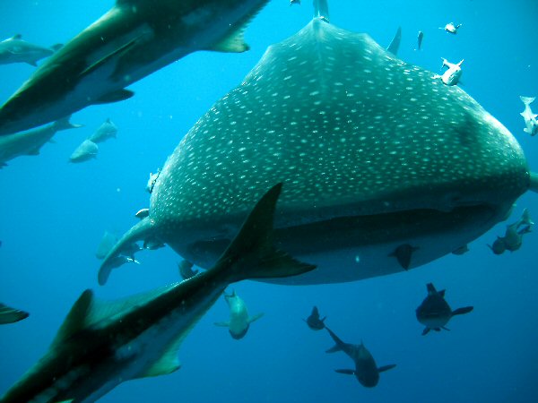 Underwater
	 photo of whaleshark, used with permission of Herb Snowden