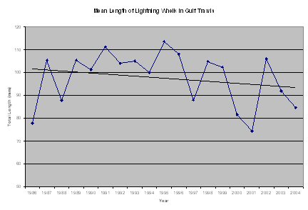 mean length of whelk over the years