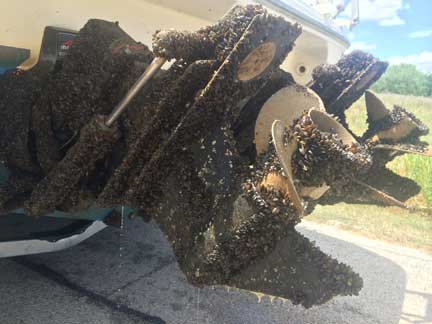 zebra mussels on boat propeller