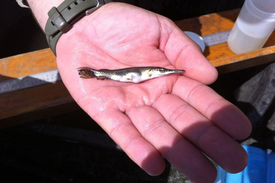 young-of-year gar held in palm of hand