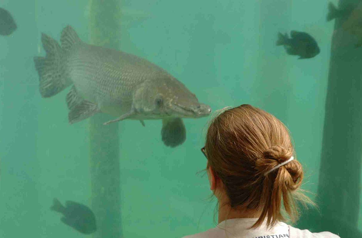 Girl sees gar in aquarium