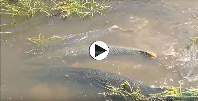 Watch video of alligator gar spawning