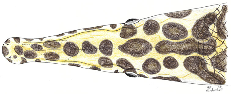 head of spotted gar