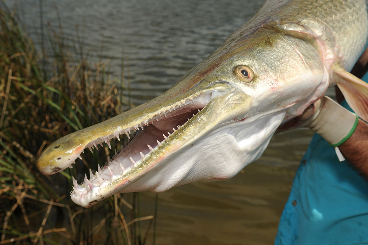 What Does a Alligator Gar Look Like?