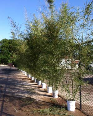 Bamboo in buckets llined up along a fence